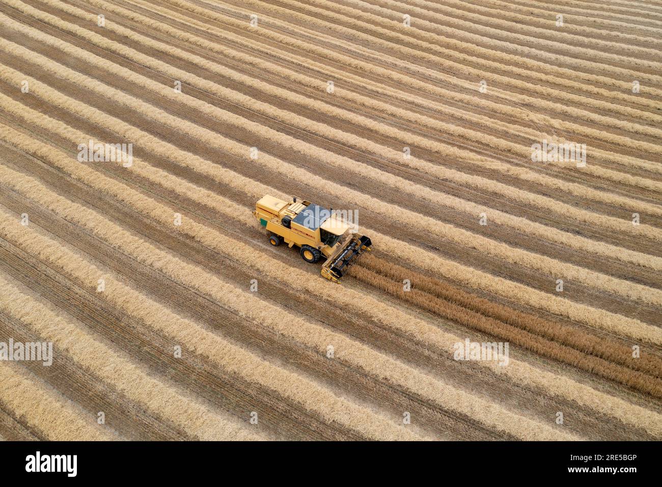 Vue aérienne par drone d'une moissonneuse-batteuse New Holland récoltant une récolte près de Cardenden, Fife, Écosse. Banque D'Images