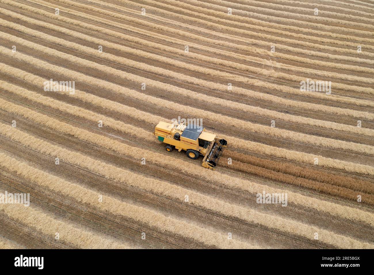 Vue aérienne par drone d'une moissonneuse-batteuse New Holland récoltant une récolte près de Cardenden, Fife, Écosse. Banque D'Images