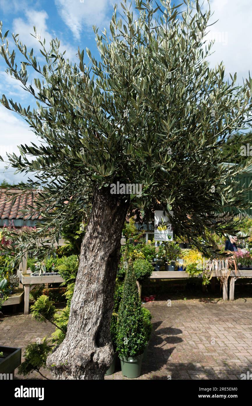 Plante mature, Olive Tree européen Olea Europaea à vendre dans un Garden Shop à Guisborough North Yorkshire Banque D'Images
