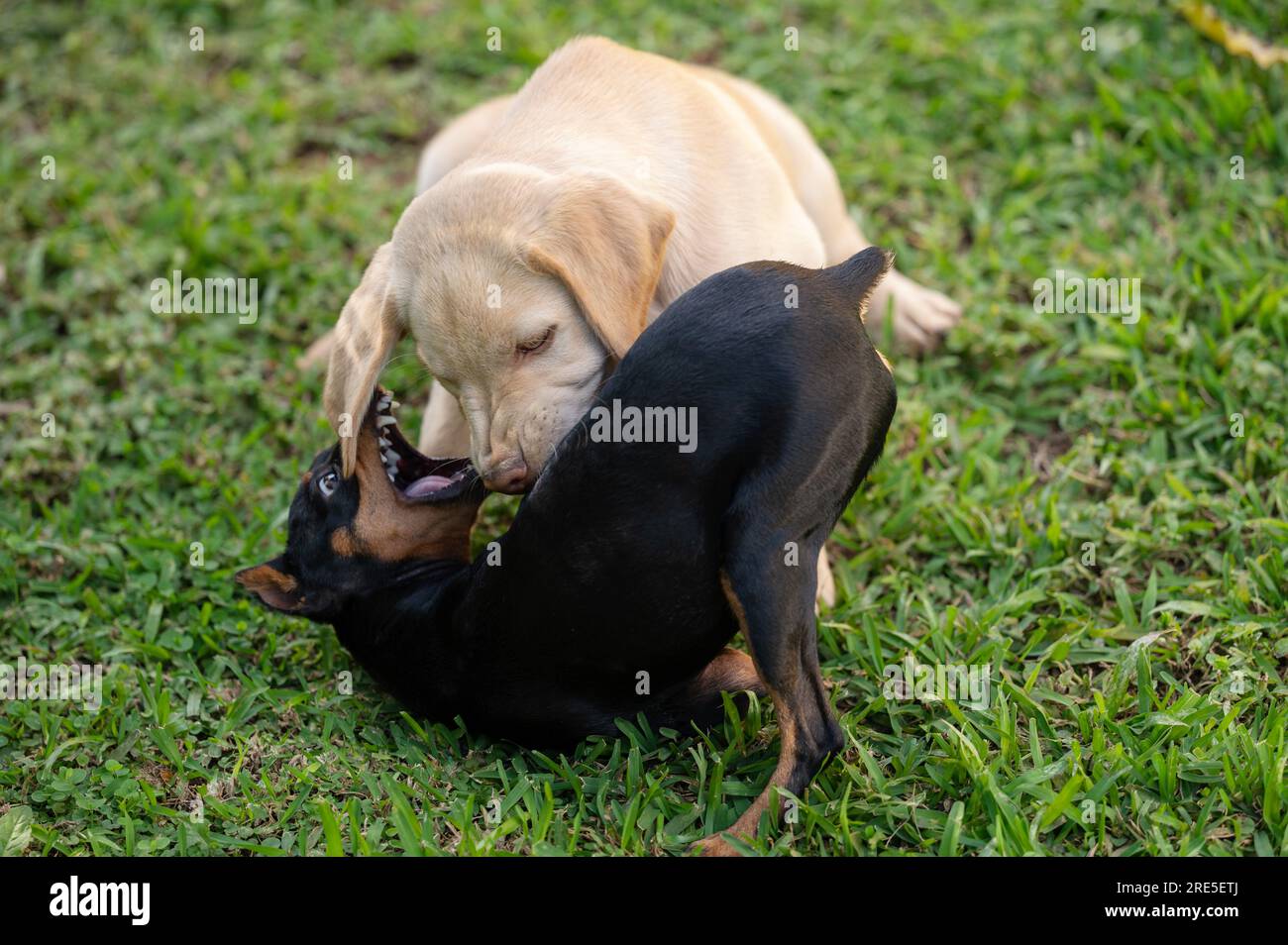 Deux chiens de combat sur fond extérieur d'herbe verte vue rapprochée Banque D'Images