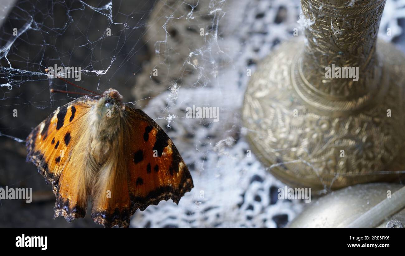 Un papillon mort dans une toile d'araignée. Un vase en métal à côté. Banque D'Images