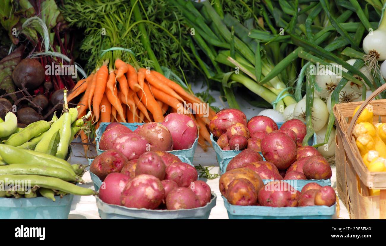 Le stand de légumes Amish dans l'ouest de New York est rempli de produits frais du jardin. Haricots verts, pommes de terre nouvelles, courges, carottes, betteraves et oignons. Banque D'Images