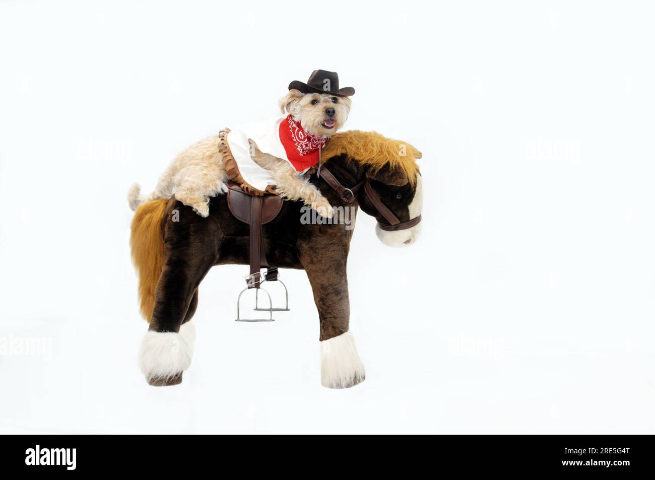 Les promenades pour chiens Silkypoo à cheval sur un poney en peluche. Elle est vêtue de vêtements occidentaux avec bandana rouge et chapeau de cow-boy. Banque D'Images