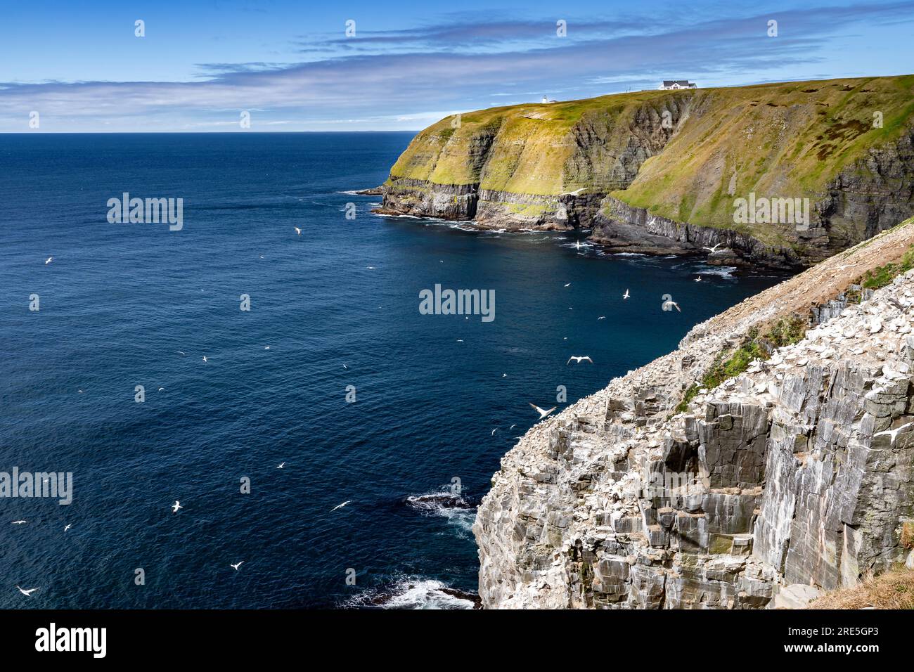 Le rocher des oiseaux avec les oiseaux du Gannet du Nord nichant surplombant Cape St. Réserve écologique Mary's à Terre-Neuve-et-Labrador Canada. Banque D'Images