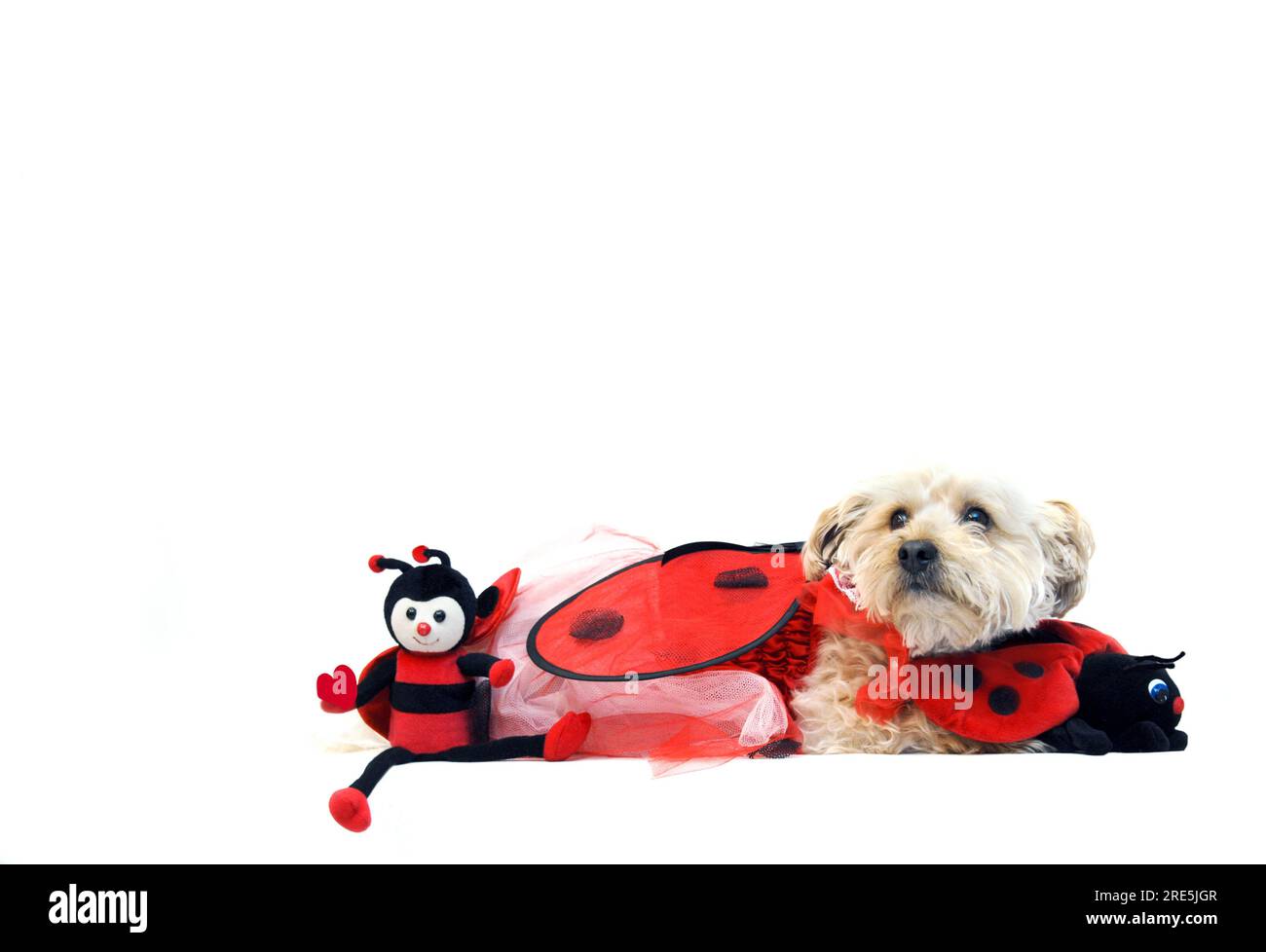 Costume de Saint-Valentin a Silkypoo chien dans un costume de bestiole de dame. Il serre ses jouets préférés. Banque D'Images
