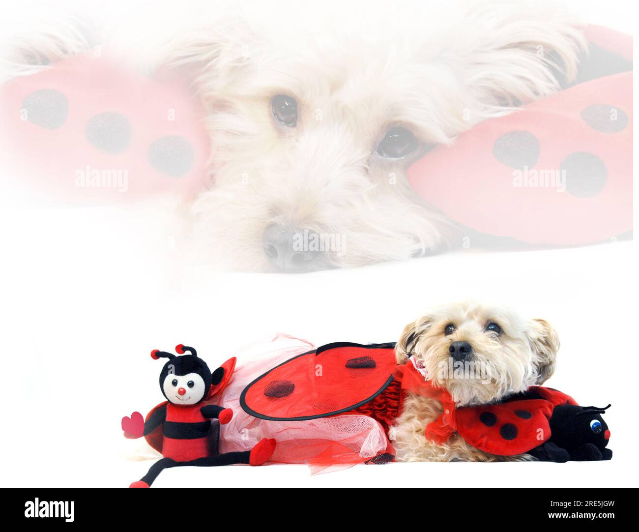 Costume de Saint-Valentin a Silkypoo chien dans un costume de bestiole de dame. Il serre ses jouets préférés. Banque D'Images