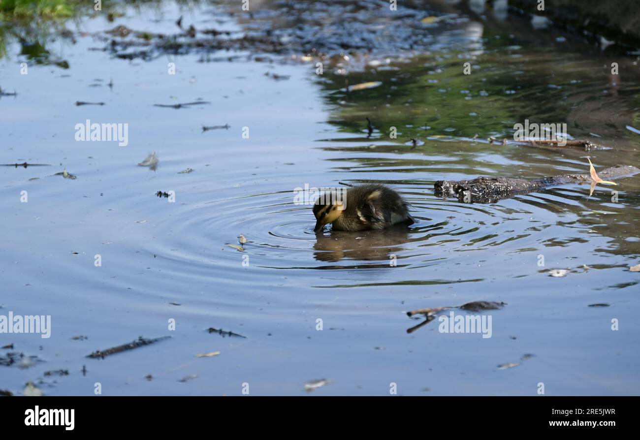 Petit canard Banque D'Images