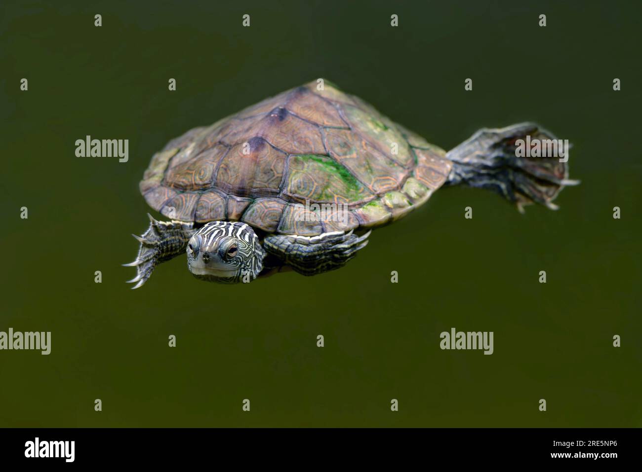 Tortue. Tortue aquatique d'eau douce connue sous le nom de tortue cartographique commune et aussi tortue cartographique du Nord (Grapyemys) nageant sous l'eau rapprochée. Banque D'Images Tortue. Tortue aquatique d'eau douce connue sous le nom de tortue cartographique commune et aussi tortue cartographique du Nord (Grapyemys) nageant sous l'eau rapprochée. Banque D'Images