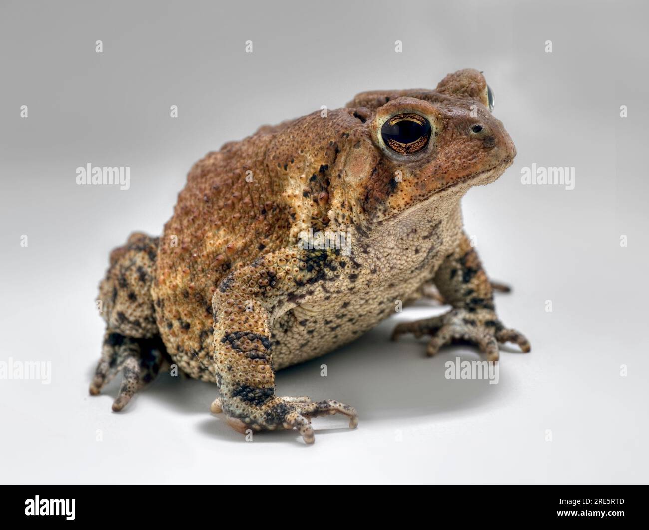Grenouille. Crapaud commun (Bufo bufo) fond blanc isolé. Banque D'Images Grenouille. Crapaud commun (Bufo bufo) fond blanc isolé. Banque D'Images