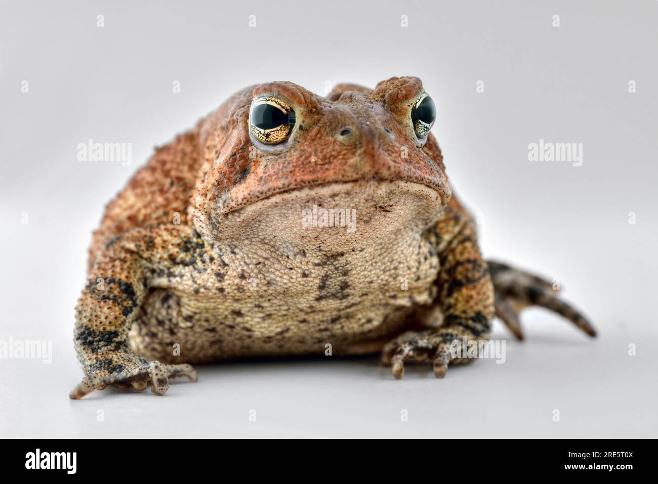 Grenouille. Crapaud commun (Bufo bufo) isolé sur fond blanc. Banque D'Images Grenouille. Crapaud commun (Bufo bufo) isolé sur fond blanc. Banque D'Images