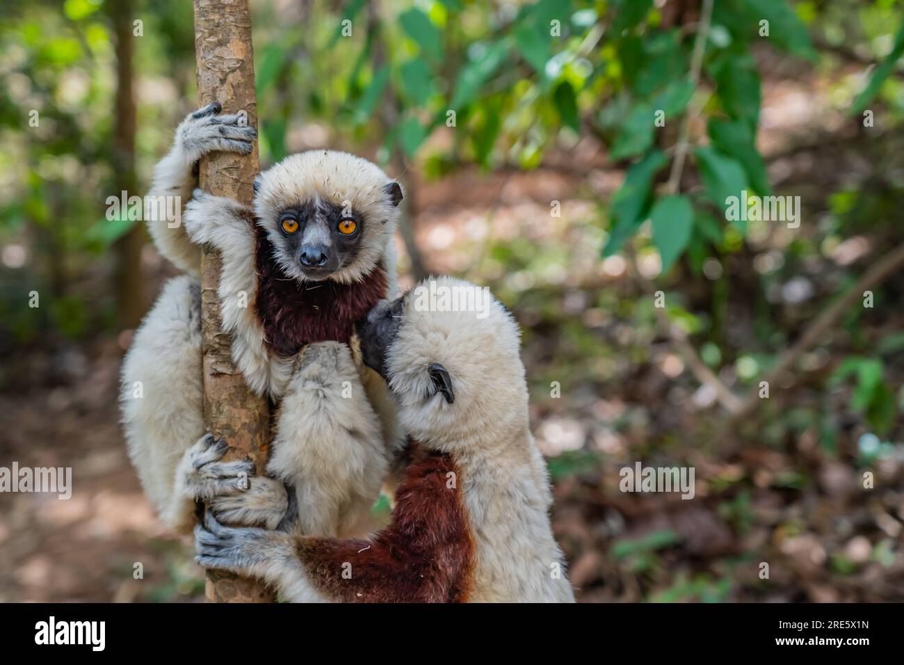 Gros plan de deux sifaka diademed dans son environnement naturel dans la forêt tropicale d'Andasibe sur l'île de Madagascar Banque D'Images