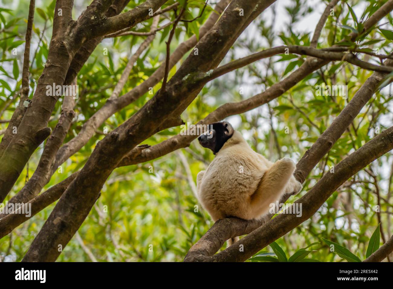 Diademed sifaka dans son environnement naturel sur une branche dans la forêt tropicale d'Andasibe, Madagascar Banque D'Images