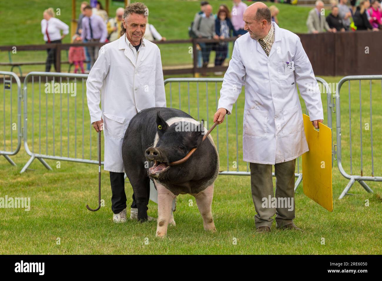 Harrogate, North Yorkshire, Royaume-Uni juillet 11 2023. Great Yorkshire Show. Deux manipulateurs de stock masculins dans le ring d'exposition avec un grand Hampshire Pig avec un bâton i. Banque D'Images