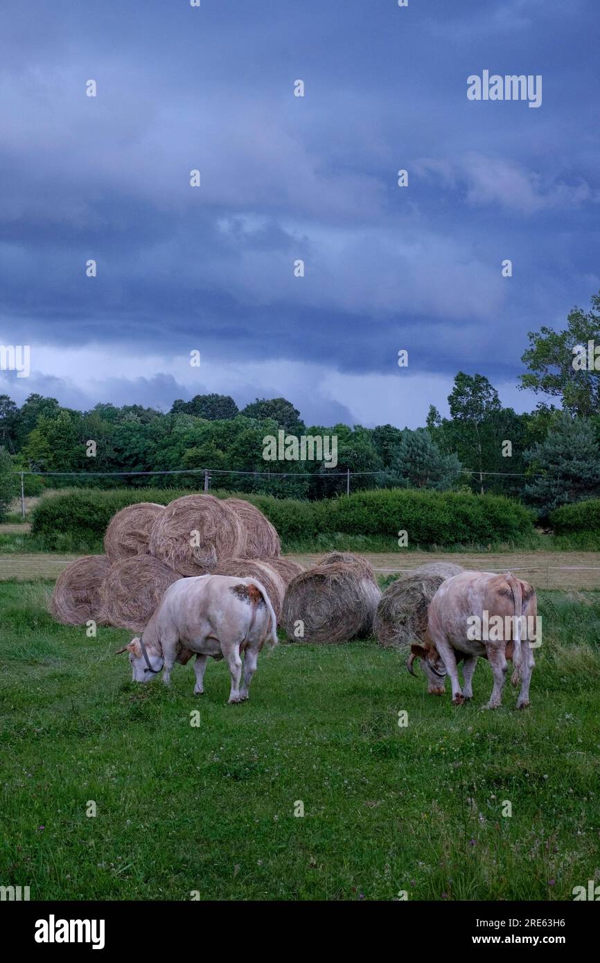 deux vaches laitières dans un champ agricole rural qui broutage sous des nuages surcellulaires sombres et menaçants de tête de tonnerre dans le comté de zala en hongrie Banque D'Images