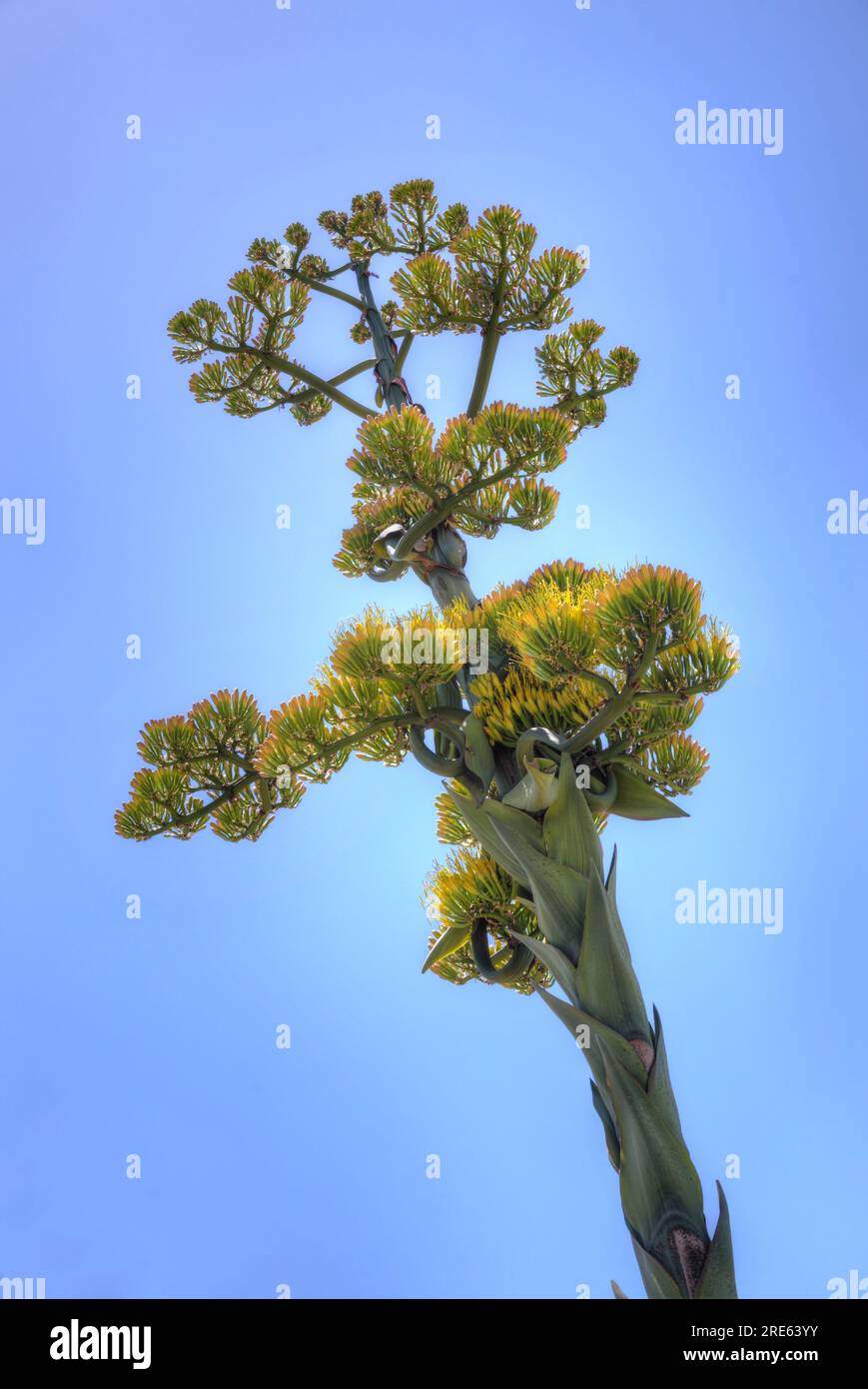 Plante d'agave en fleurs Banque D'Images