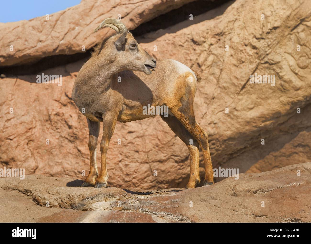 Brebis en captivité (Ovis canadensis), Arizona-Sonora Desert Museum Banque D'Images