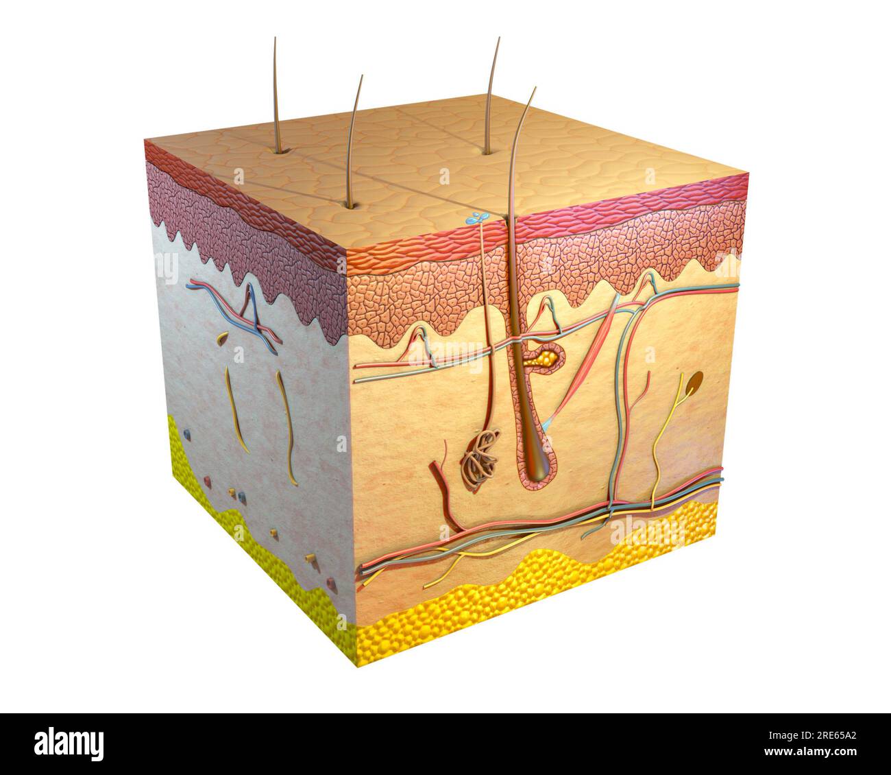 Section transversale de la peau humaine. Illustration numérique, rendu 3D. Banque D'Images