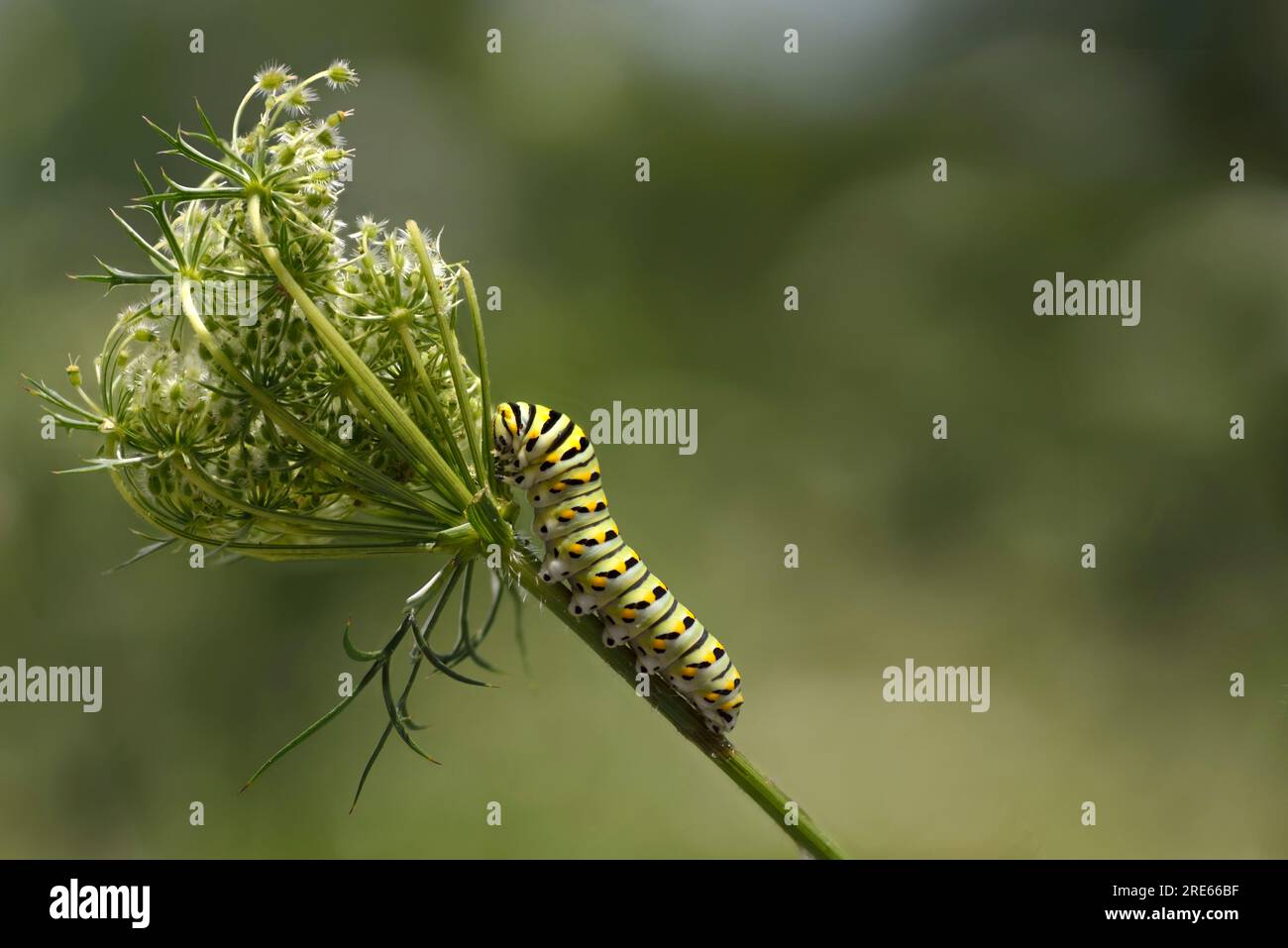 Chenille du papillon à queue d'aronde (Papilio machaon) se nourrissant de la dentelle de la reine Anne (Daucus carota) généralement considérée comme une mauvaise herbe. Banque D'Images Chenille du papillon à queue d'aronde (Papilio machaon) se nourrissant de la dentelle de la reine Anne (Daucus carota) généralement considérée comme une mauvaise herbe. Banque D'Images