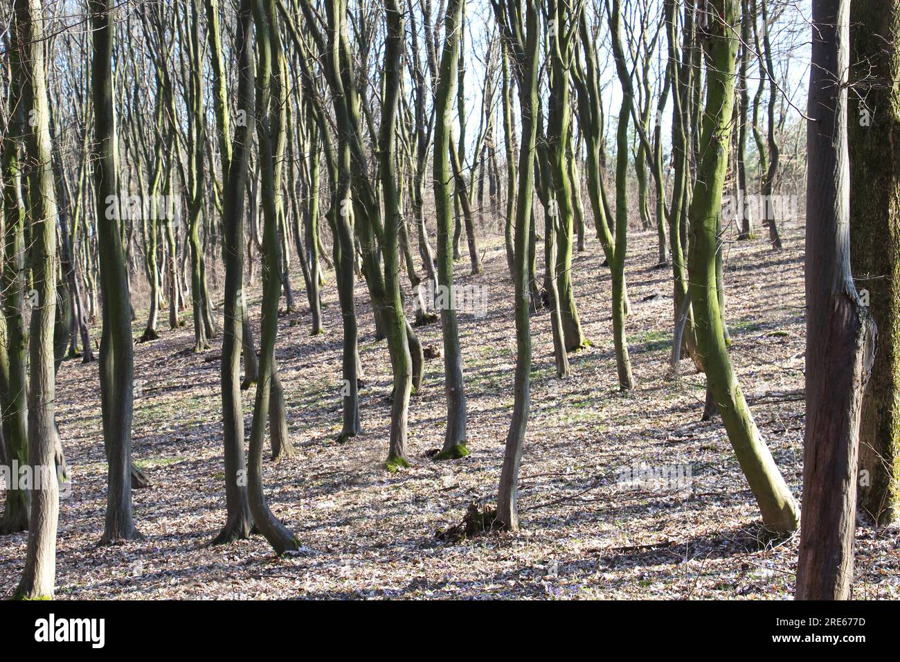 Les arbres à poutres apparentes poussent en bois mature dans la forêt Banque D'Images