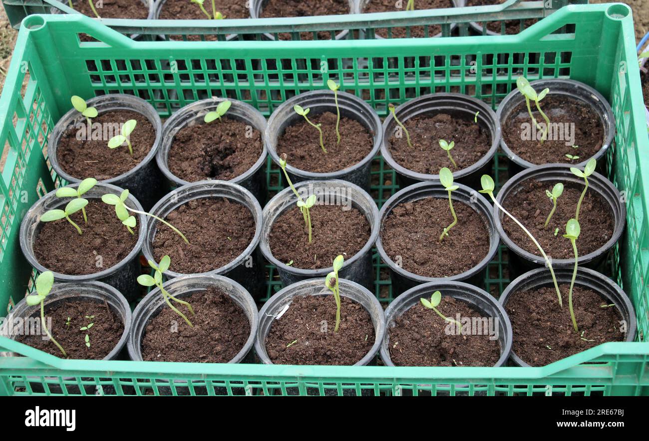 Des pots en plastique sont utilisés pour cultiver des semis de légumes et de fleurs Banque D'Images