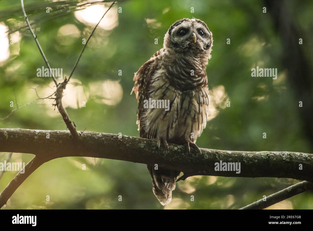 Un jeune hibou barré naissant (Strix varia) dans la forêt en Caroline du Nord à l'heure d'or du soir. Banque D'Images