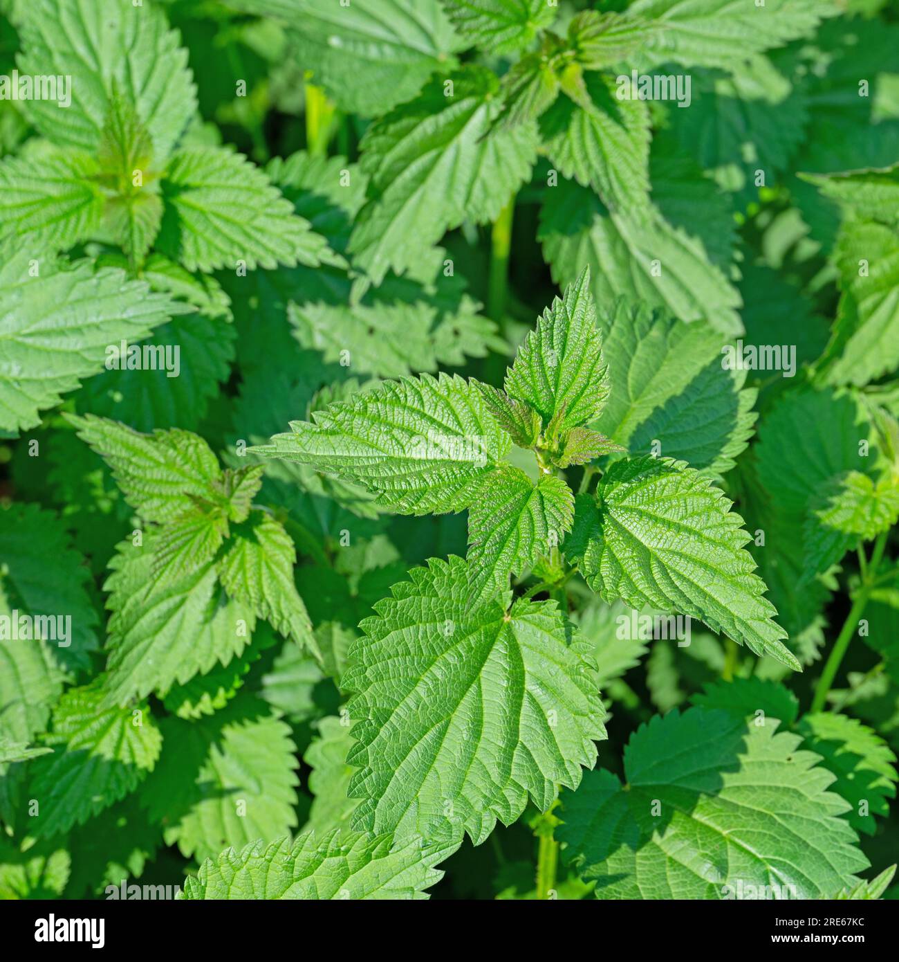 Grande ortie, Urtica dioica, au printemps Banque D'Images