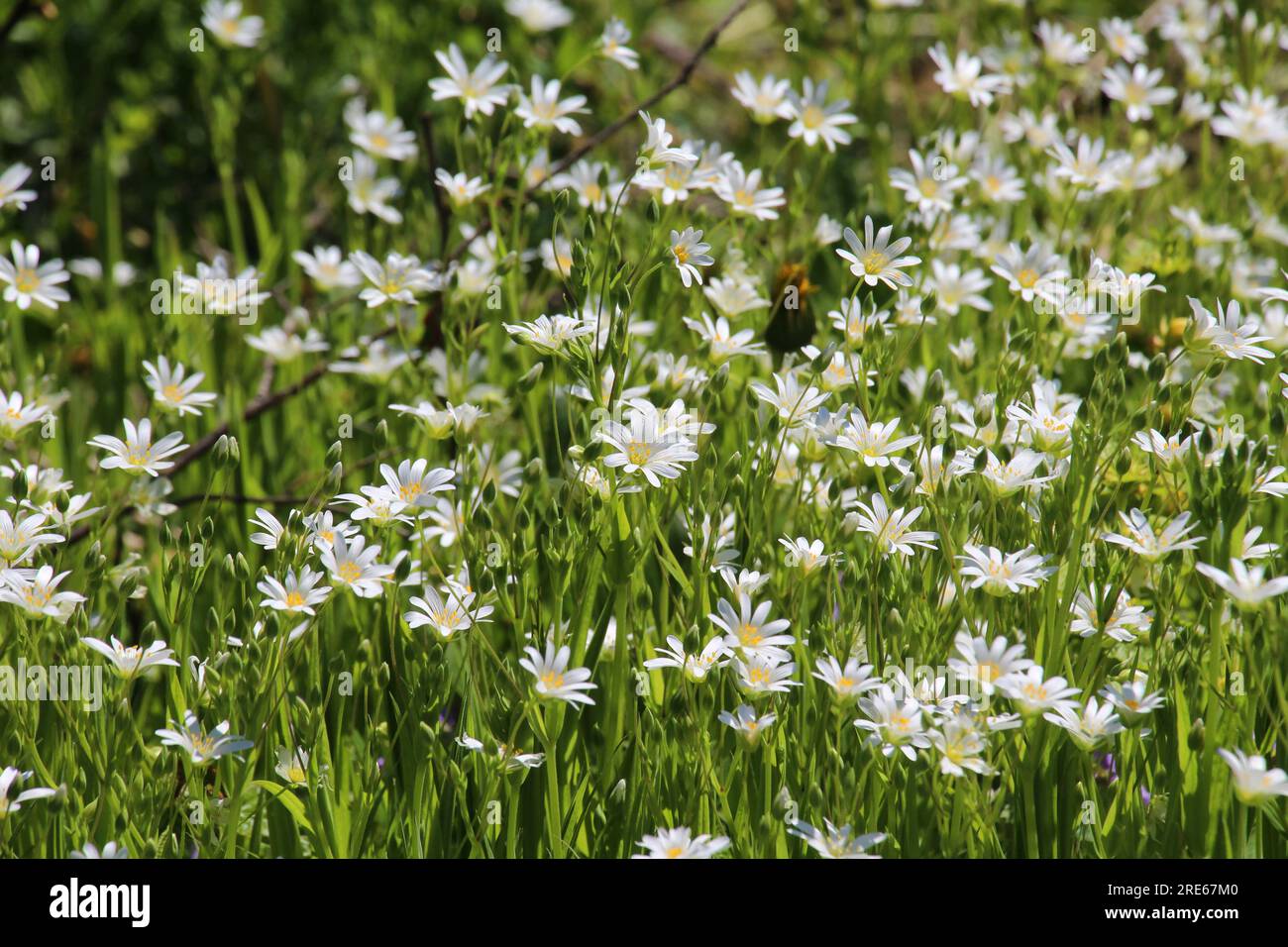 Printemps dans la forêt sauvage fleur Stellaria holostea Banque D'Images