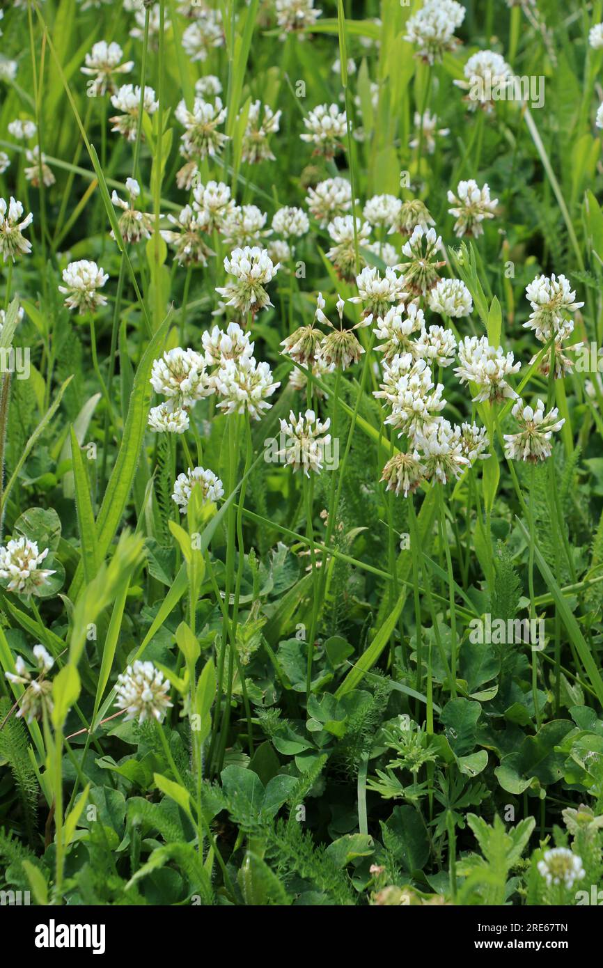 Le trèfle laquant blanc (Trifolium repens) pousse dans la nature en été Banque D'Images