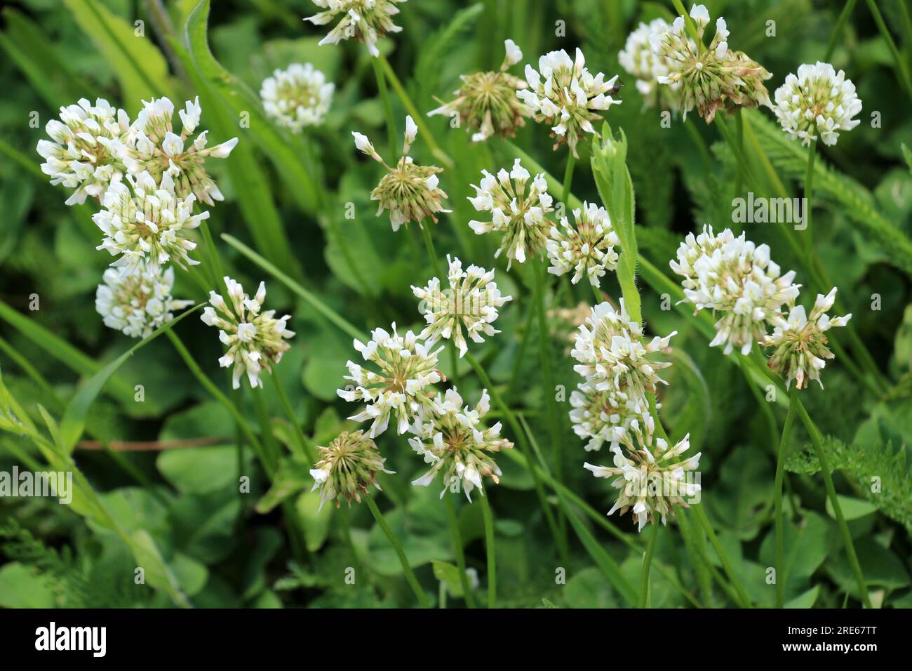 Le trèfle laquant blanc (Trifolium repens) pousse dans la nature en été Banque D'Images
