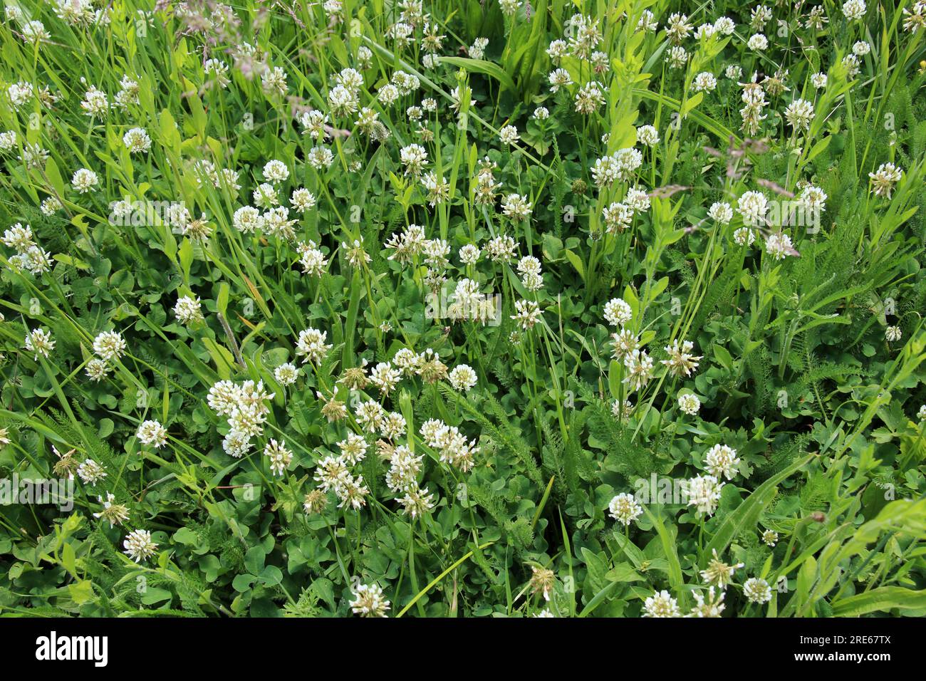 Le trèfle laquant blanc (Trifolium repens) pousse dans la nature en été Banque D'Images
