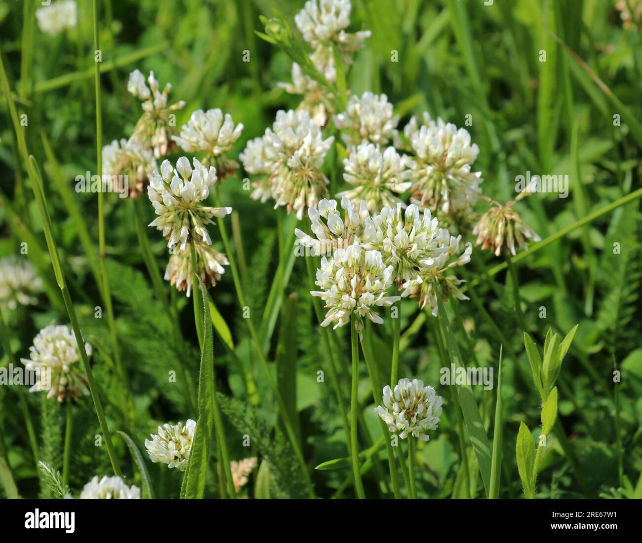 Le trèfle laquant blanc (Trifolium repens) pousse dans la nature en été Banque D'Images