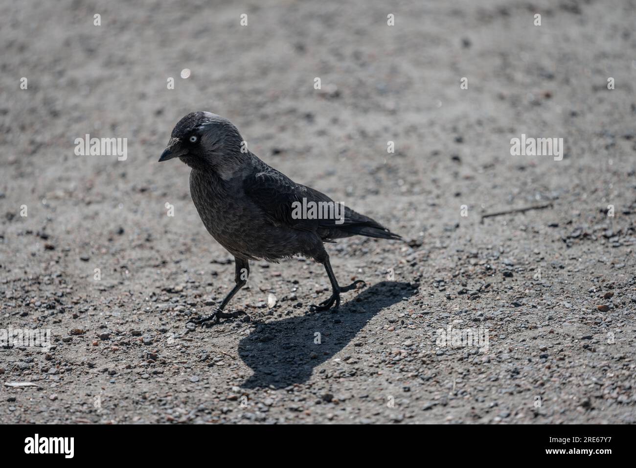 Corbeau gris marchant sur le gravier Banque D'Images