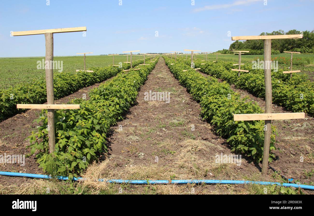 Cultiver des framboises à l'échelle industrielle dans un sol organique ouvert Banque D'Images