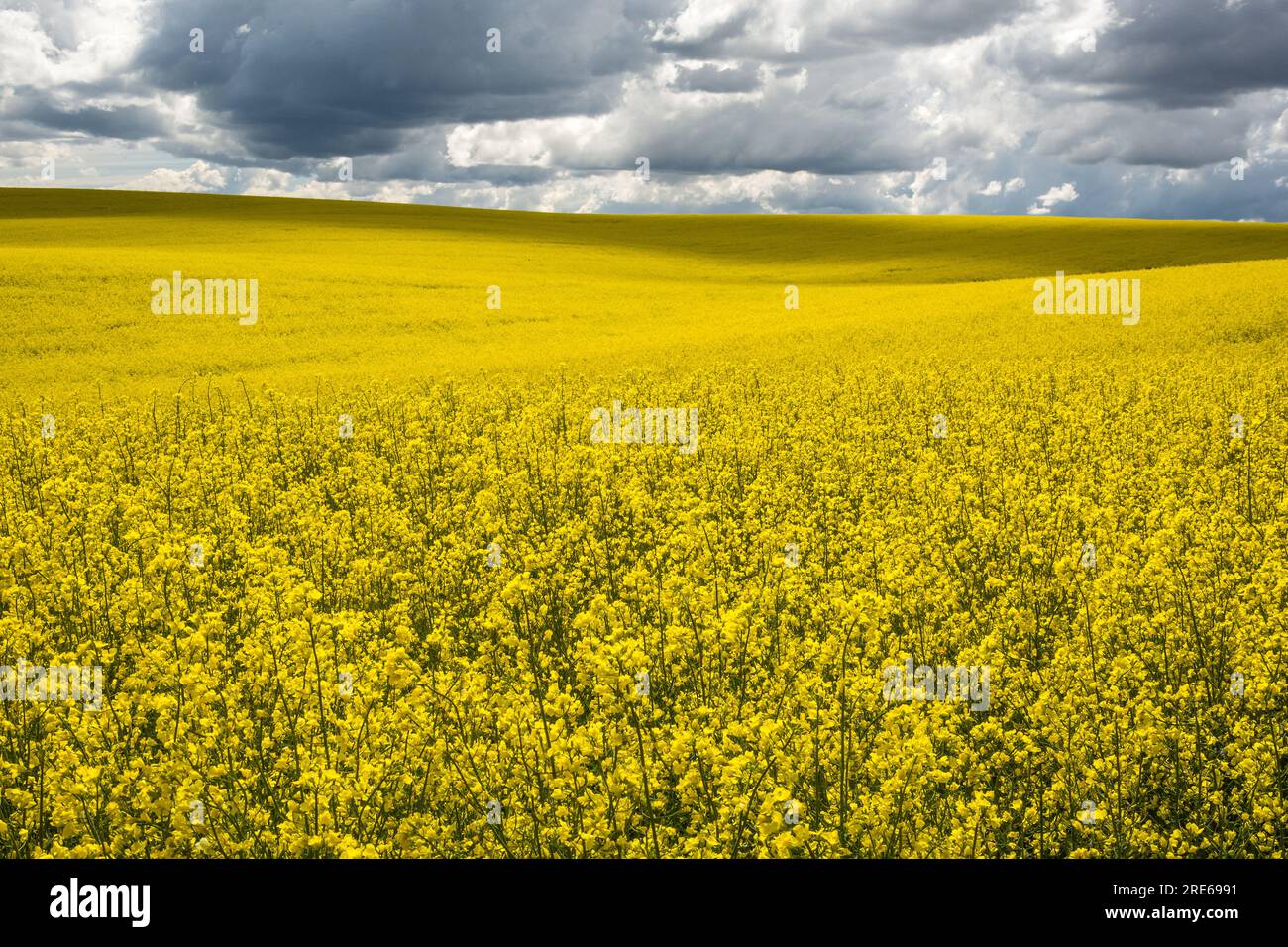 Champ de canola et nuages bas. Camas Prairie, Idaho, États-Unis. Banque D'Images