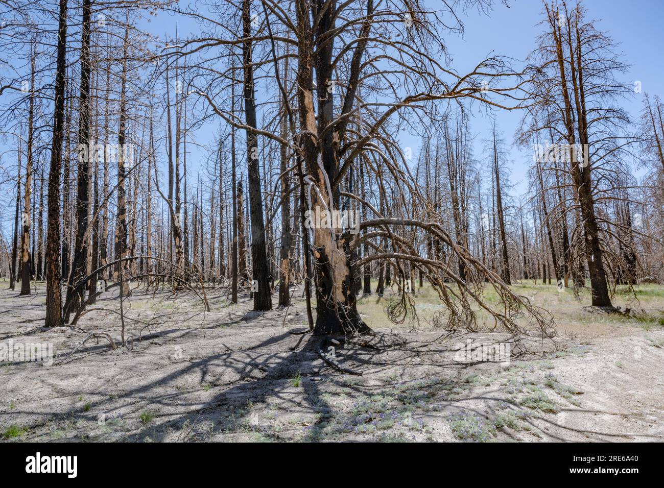 Arbres brûlés et morts trois ans après l'incendie de forêt, forêt nationale d'Inyo, Californie Banque D'Images