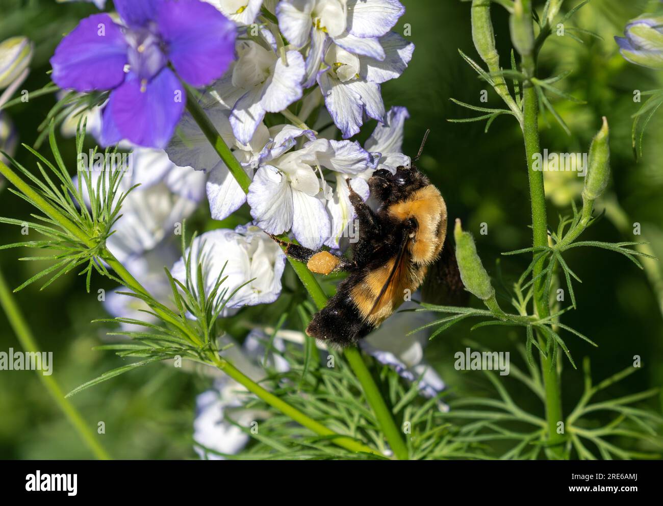 Une reine Bombus nevadensis ou bourdon du Nevada portant un panier à pollen sur sa jambe et pollinisant dans un jardin plein de fleurs de Larkspur en fleurs. Banque D'Images
