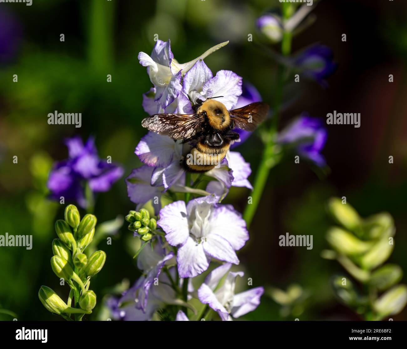 Un bourdon se nourrissant d'une tige blanche florissante de fleurs Larkspur dans un cadre de jardin ensoleillé. Gros plan. Banque D'Images