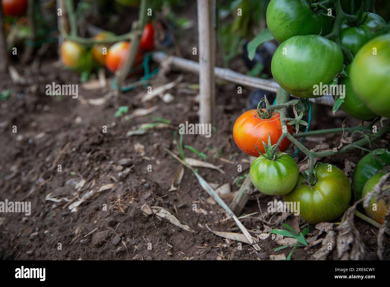 Tomates qui mûrissent dans un potager, produits locaux sains et biologiques Banque D'Images