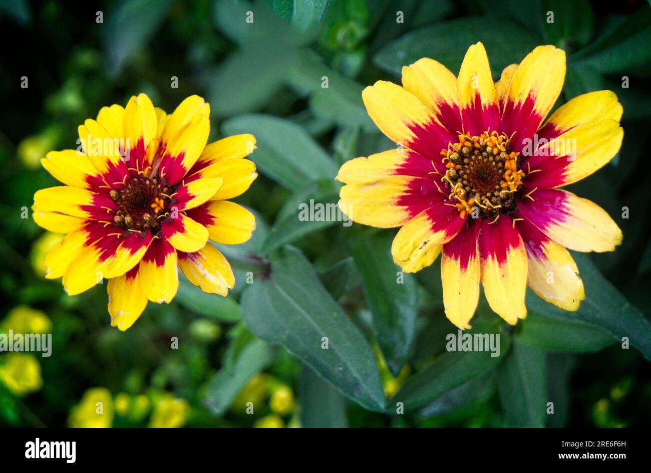 Fleur de couverture « Spintop Red Starburst » Zoo de Calgary Alberta Banque D'Images