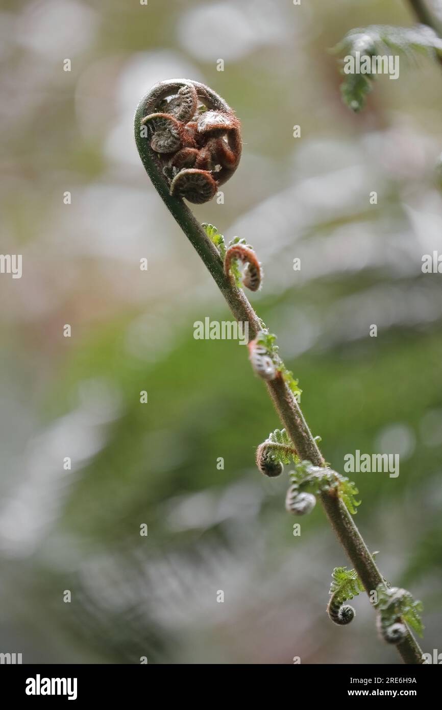 783 pousse-tête de violon curling en forme de Crozier ou jeune fronde en forme de fourre à poils de fougère tendre. Apollo Bay-Australie. Banque D'Images