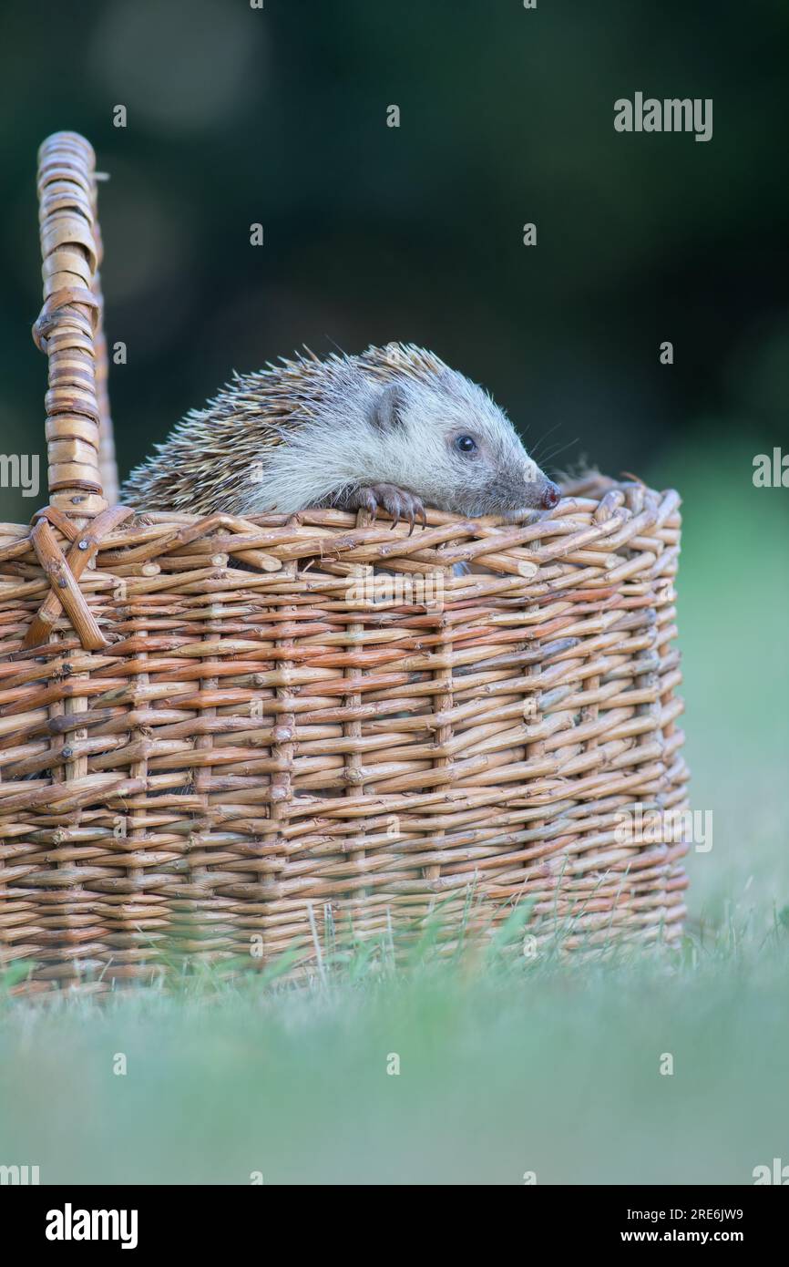 Le hérisson à poitrine blanche du Nord (erinaceus roumanicus) sort d'un panier en osier Banque D'Images