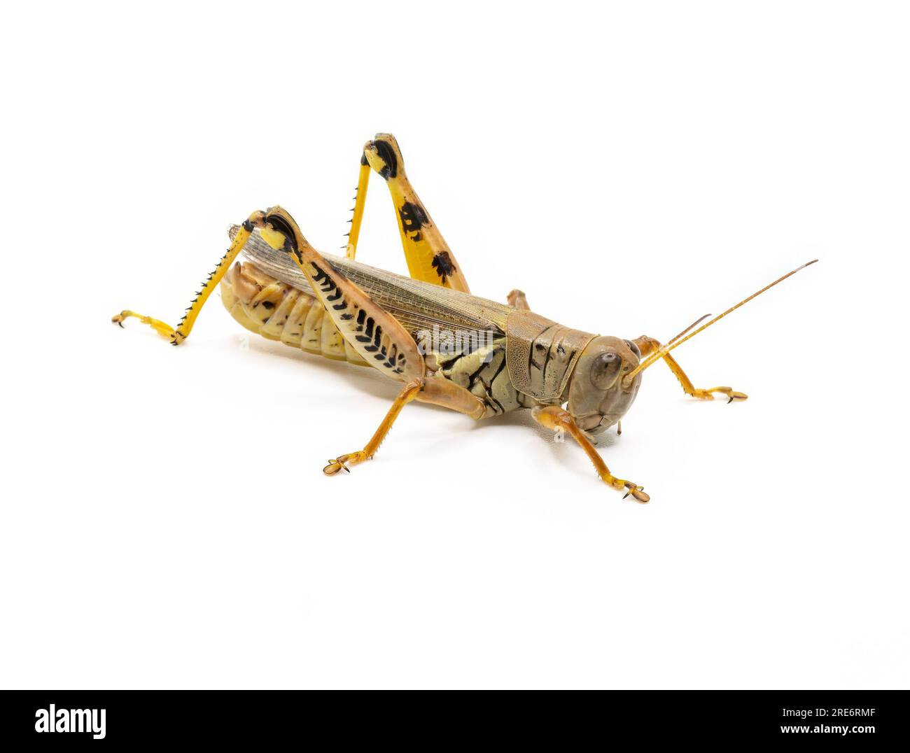 Un Grasshopper différentiel adulte, Melanoplus différentialis, photographié sur fond blanc. Banque D'Images