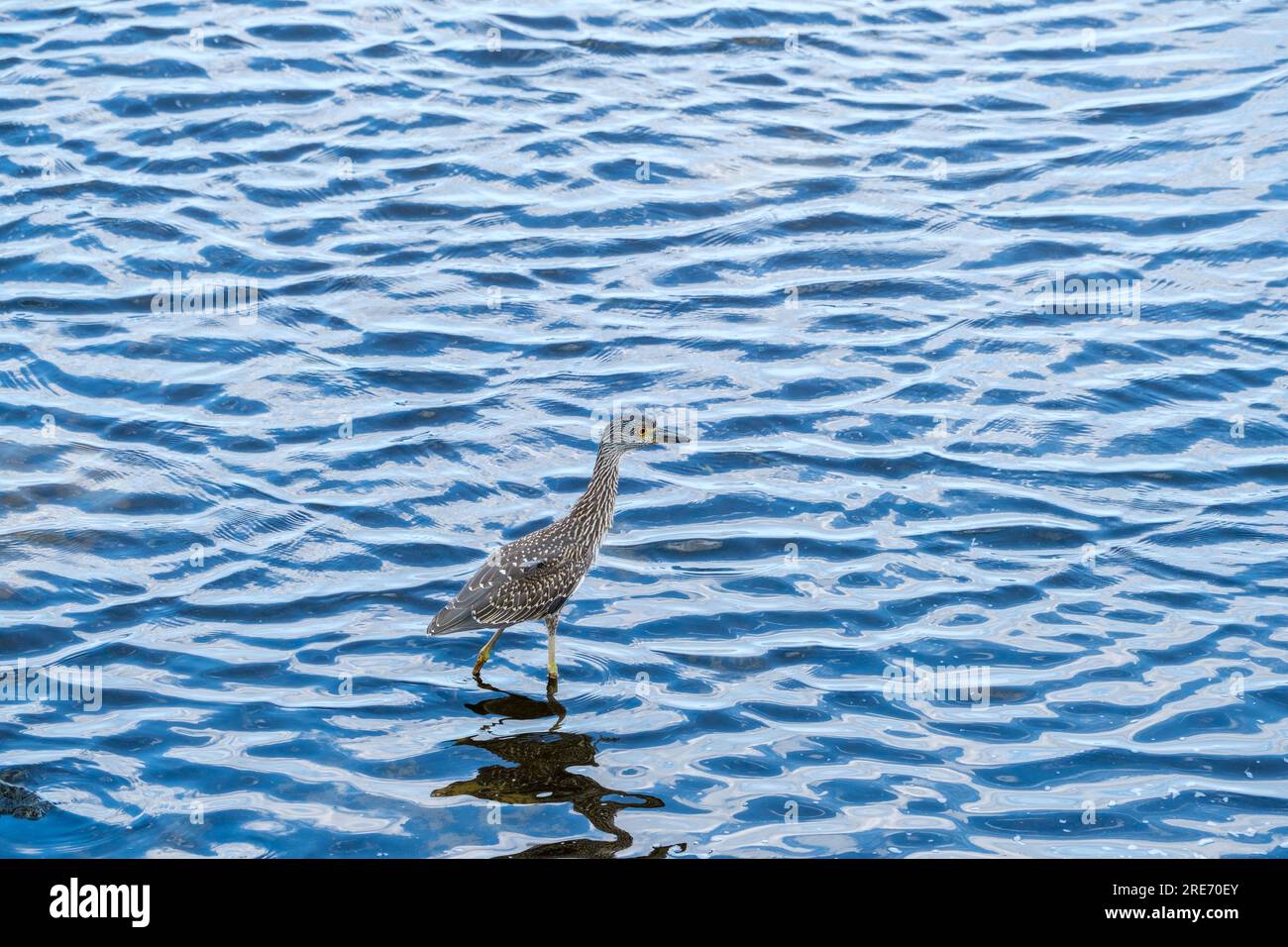 Héron nocturne juvénile à couronne jaune dans les eaux peu profondes du lac Pontchartrain Banque D'Images