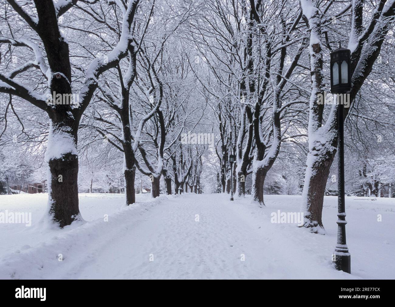 Chemin bordé d'érable en hiver. Administration Building Lawn, Université de l'Idaho, Moscou, Idaho, États-Unis. Banque D'Images