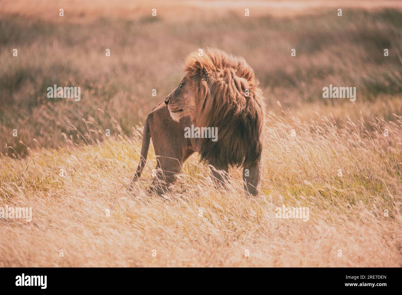 Admirez le lion royal, le vrai roi de la savane, exsudant puissance et équilibre dans son habitat naturel. Banque D'Images
