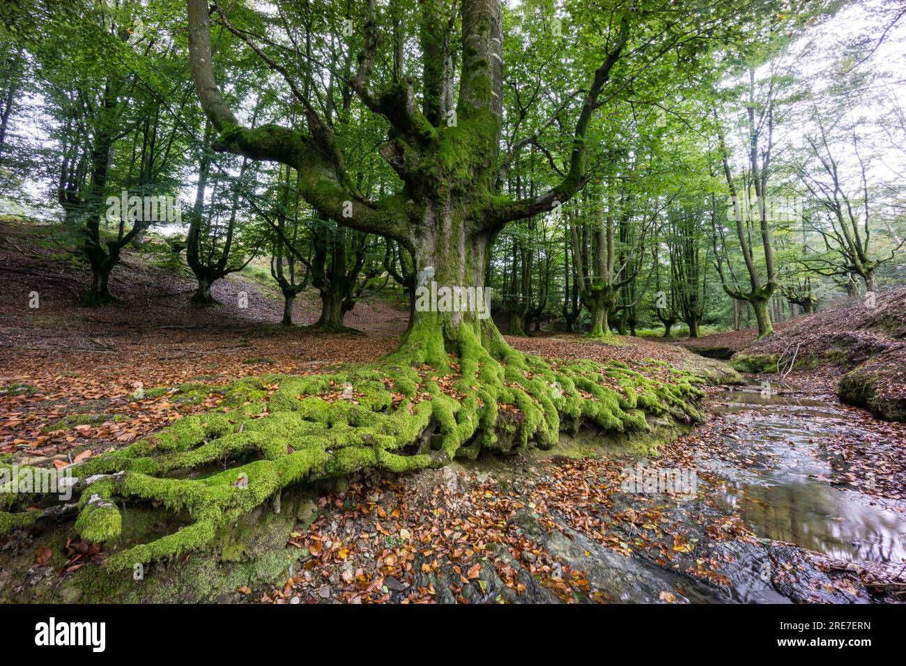 Hayedo de Otzarreta, fagus sylvatica, parque Natural Gorbeia, Alava- Vizcaya, Euzkadi, Espagne Banque D'Images