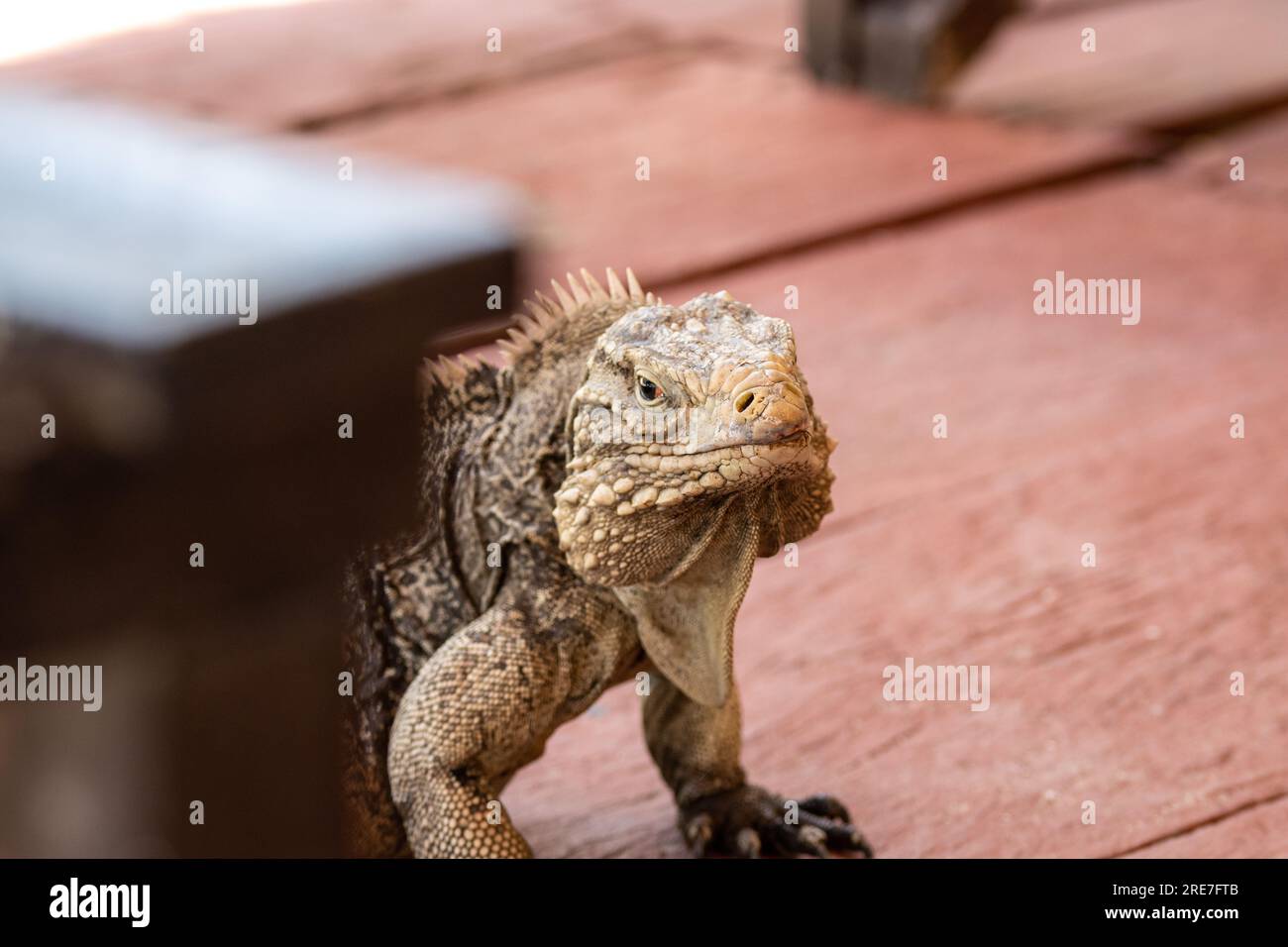 Iguane cubain en détail du museau, reptiles marins sur une plage à Cuba. Lézards des Caraïbes intégrés au tourisme. Banque D'Images