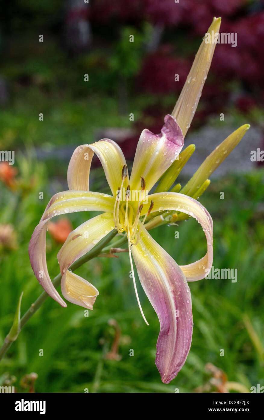 'Skinwalker' hémérocalle, Daglilja (Hemerocallis) Banque D'Images