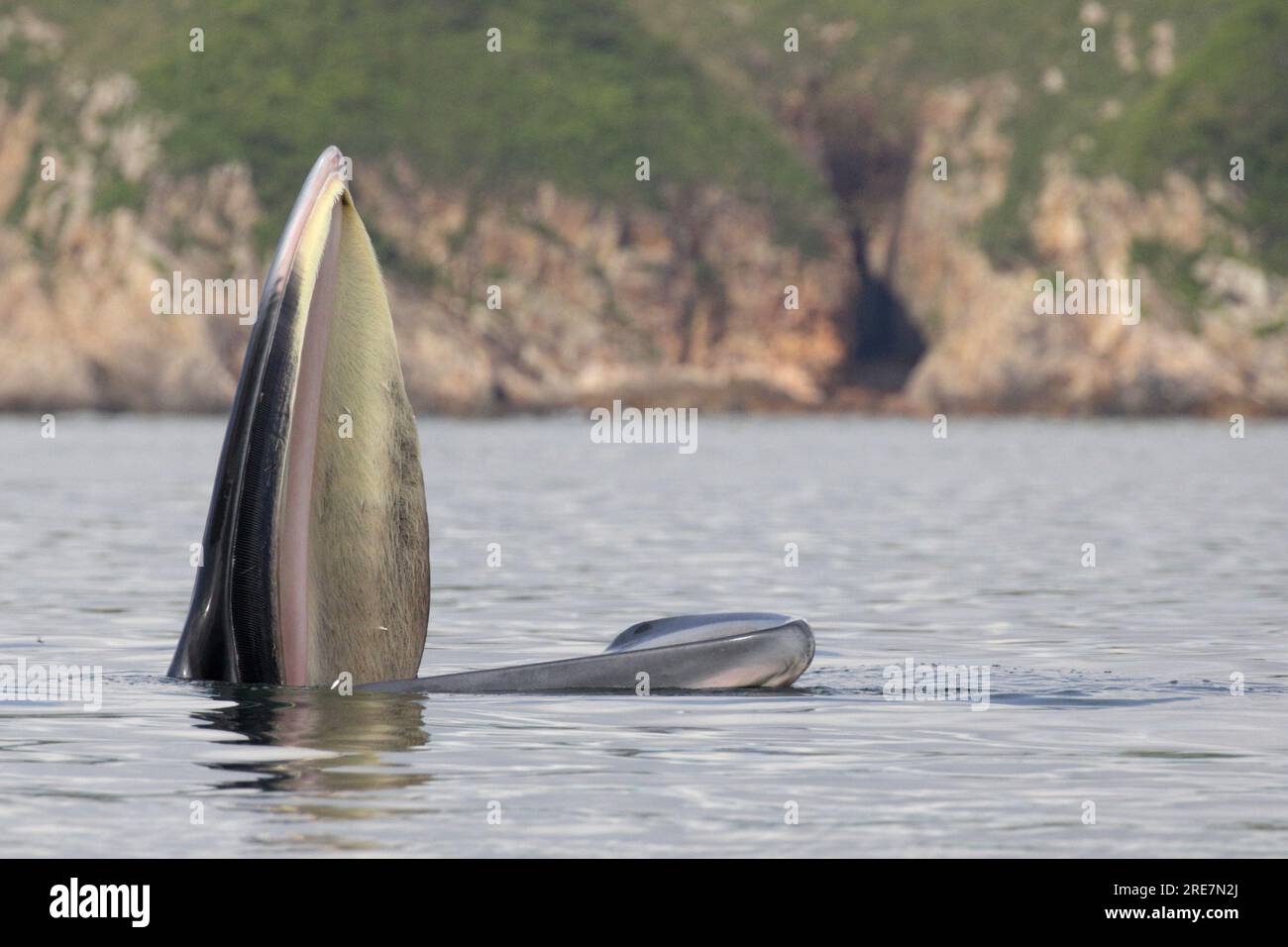 Baleine d'Eden (Balaenoptera edeni), à la surface de la mer, alimentation, Inner Port Shelter, Sai Kung, Hong Kong, Chine 22 juillet 2023 Banque D'Images