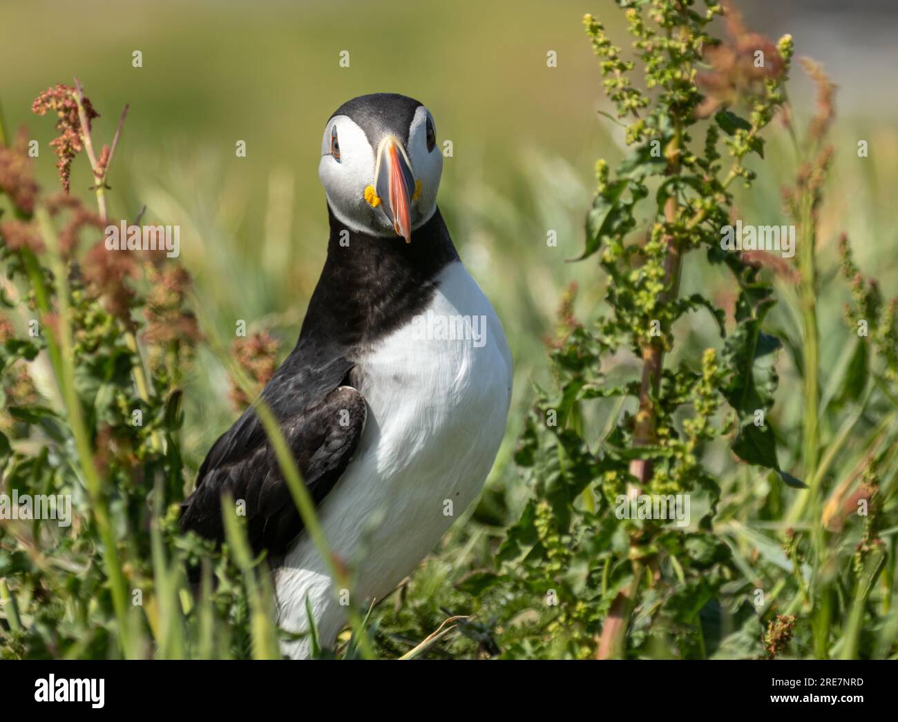 Macareux de l'Atlantique debout dans le long feuillage vert sur le côté du terrier au soleil sur l'île de Lunga Banque D'Images